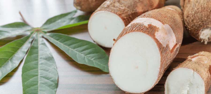 que-es-la-yuca-propiedades-y-beneficios